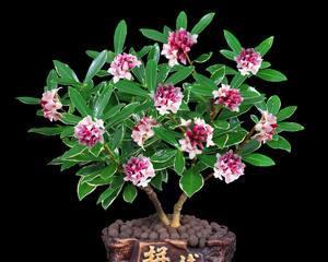 瑞香栽培（盆栽高手分享）
