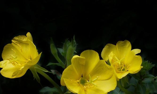 月见草花语传说探秘——透视其历史与文化价值（探寻月见草的意义与神秘）
