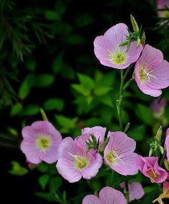月见草——花开如月光，寄托希望的神秘之花（月见草的传说与花语）
