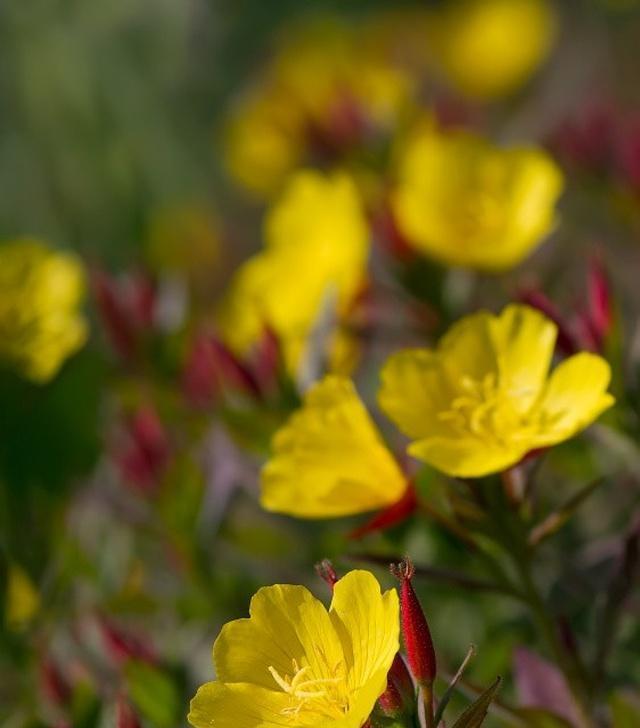 月见草花语之美——探寻自然的力量（解读月见草花语的意义）
