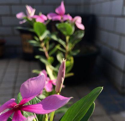 长春花花语（一朵又一朵盛开）