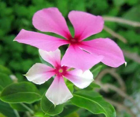 长春花的花语与象征意义（长春花花语的祝福寓意和文化传承）