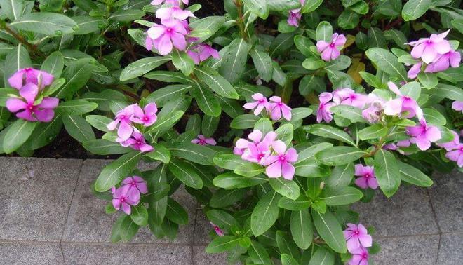 长春花的花语与象征意义（长春花花语的祝福寓意和文化传承）