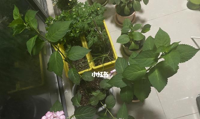 打造美丽花园的必修课-塞布丽娜绣球修剪方法