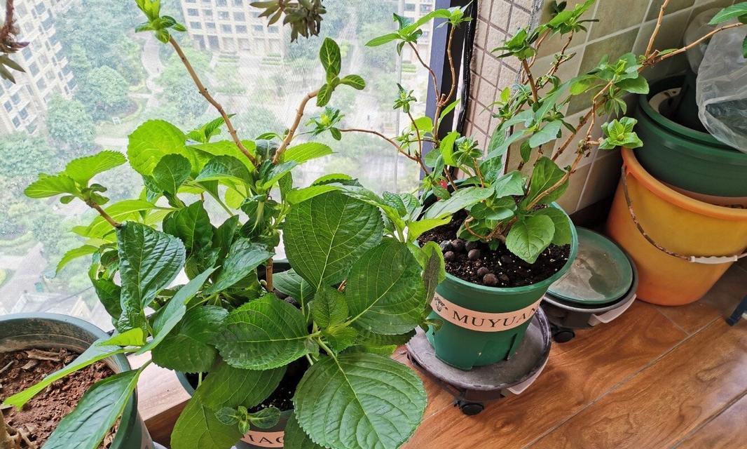 如何养护塞布丽娜长成健康美丽的植物（从选址到施肥全方位指南助你打造属于你的小花园）