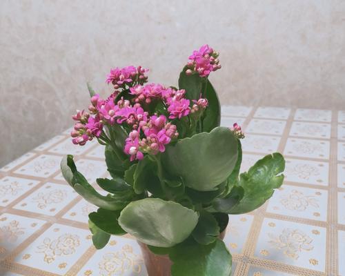 长寿花花语之喜迎长寿与幸福（长寿花传递的美好祝愿与福祉的象征）