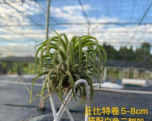 探秘三花草的奇妙世界（了解三花草的分类、特点和应用价值）