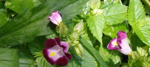 探秘三花草的奇妙世界（了解三花草的分类、特点和应用价值）