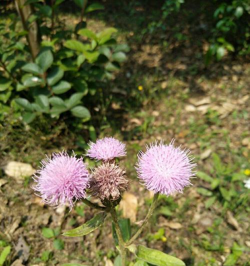 探秘三花草的奇妙世界（了解三花草的分类、特点和应用价值）