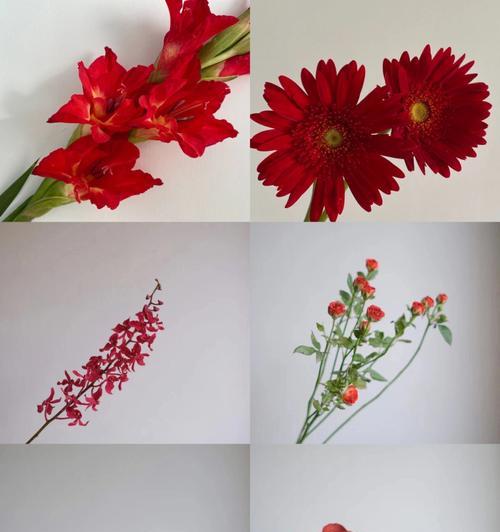 以针垫花花语与养护技巧（美丽而脆弱的植物世界）