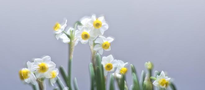 珍珠花（探寻珍珠花的花语与魅力）