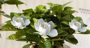 栀子花花语与寓意（栀子花的代表性与象征意义）