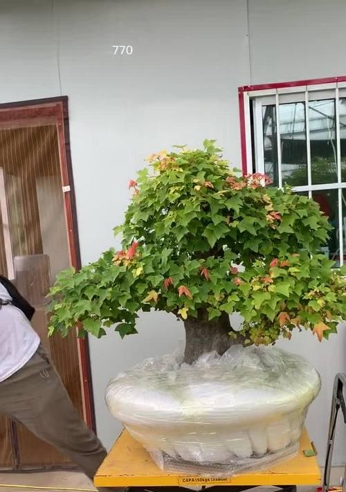 如何养护三角枫下山桩（科学养护）
