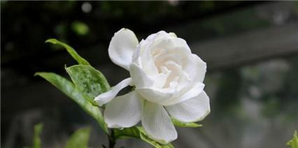 栀子花语的寓意和传承（探究栀子花在文化传统中的重要地位）