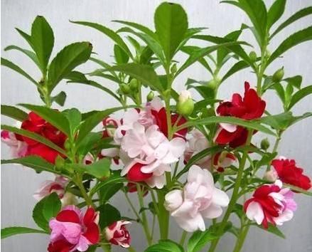 三角花的家庭养护指南（打造生机盎然的绿色家居环境）