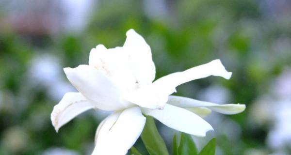 栀子花的美丽与寓意（栀子花的花语和象征意义）
