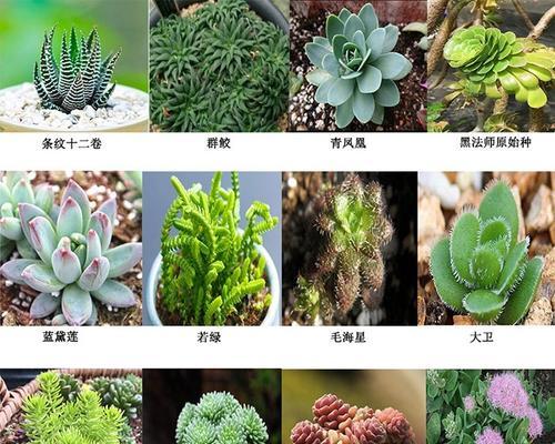 三角琉璃莲分株方法（教你轻松掌握三角琉璃莲的繁殖技巧）