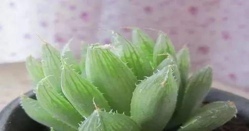 三角琉璃莲分株方法（教你轻松掌握三角琉璃莲的繁殖技巧）