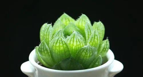 打造三角琉璃莲的完美爆盆——养护方法详解