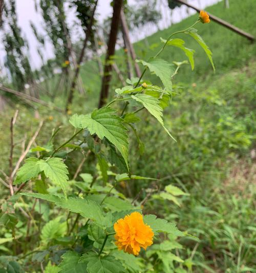 重瓣棣棠花的花语与美丽（探索重瓣棣棠花的丰富花语）