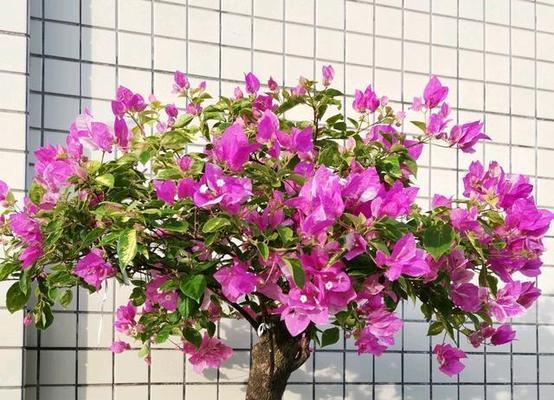三角梅插枝繁殖技巧（一次成功的方法）