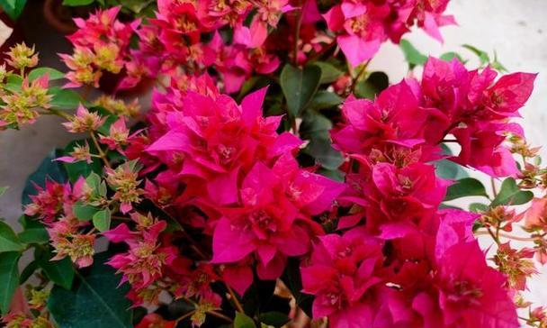 三角梅花期详解（探究三角梅花开的时间和花期长度）