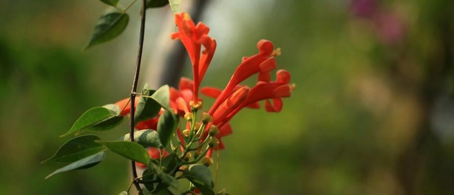 竹夹桃花，寄情飘香（竹夹桃花的花语及寓意解读）