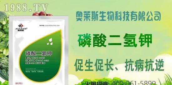 三角梅底肥施用方法详解（选择正确的肥料让三角梅更美丽）