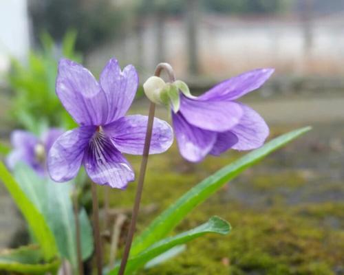 紫花地丁的花语与寓意（揭开紫花地丁的花语之谜与寓意解读）