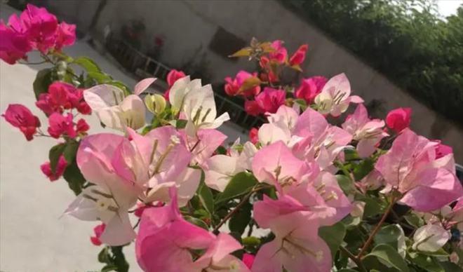 三角梅冬季养护指南（如何让三角梅在冬天安然度过）