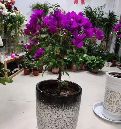 三角梅的浇水方法（合理浇水保护花儿健康）