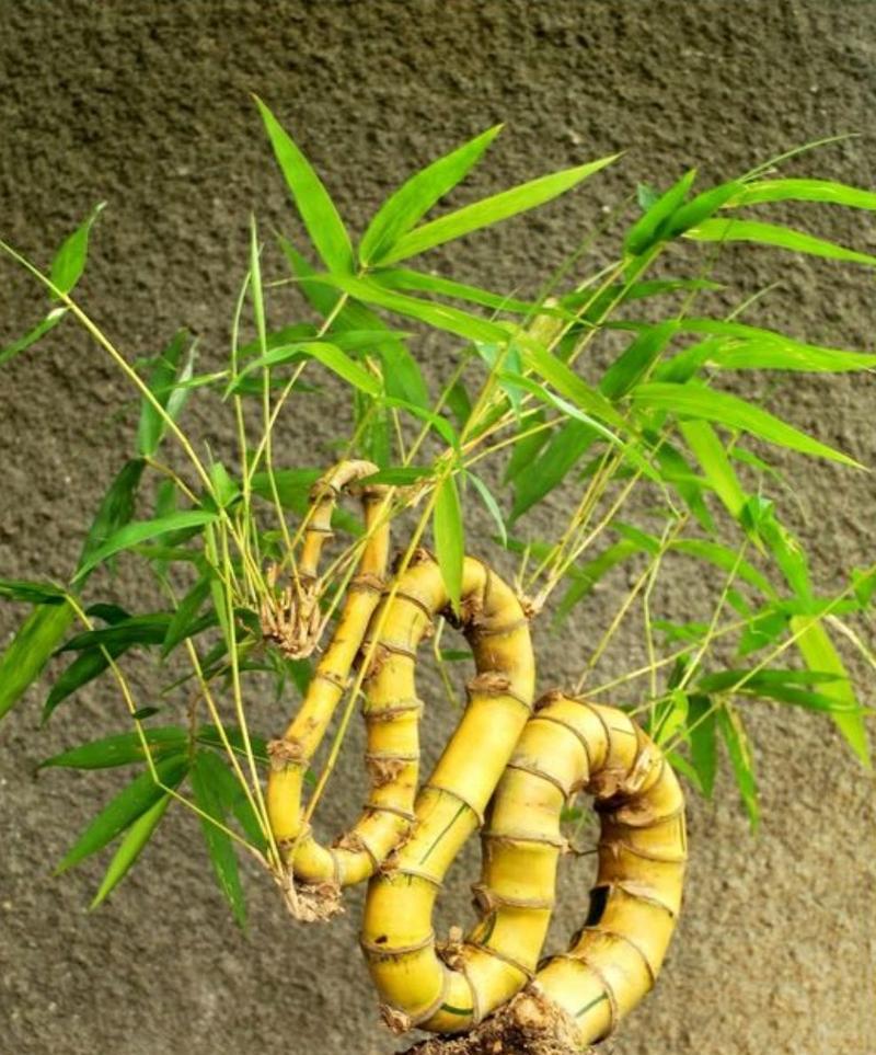 三角梅的养护全攻略（多久换盆？如何正确盆栽？学会这些技巧）