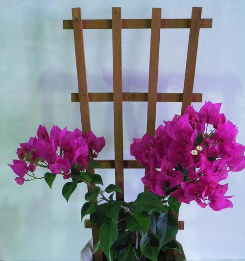 三角梅的养护技巧（打造美丽家居花园）