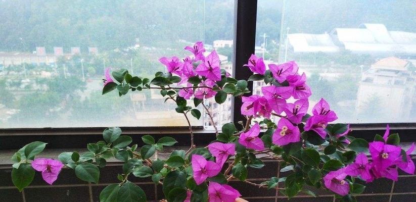 三角梅的养护技巧（打造美丽家居花园）