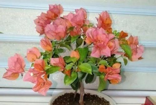 三角梅的养护技巧（打造美丽家居花园）