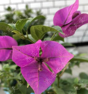 三角梅和叶子花的区别（通过形态）