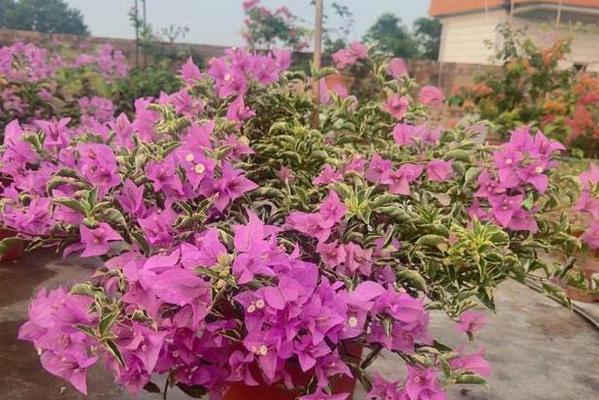 三角梅花期多久时间（揭秘三角梅花期的时间与相关知识）