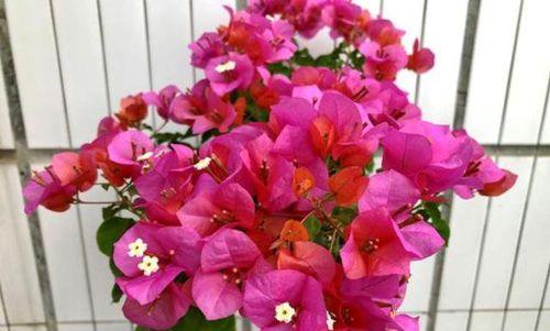 三角梅花（美丽的室内花卉——三角梅花的详细介绍）