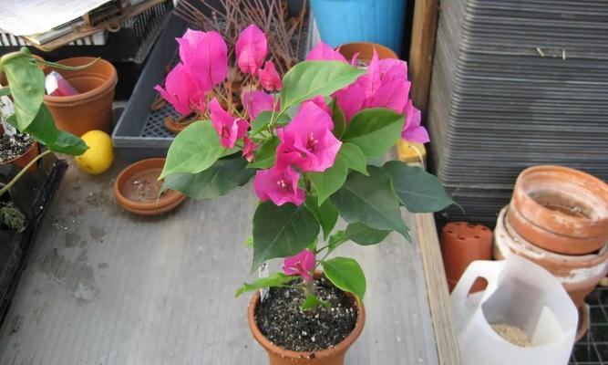 三角梅换土（根据季节和注意事项）