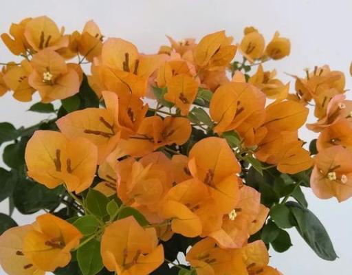 三角梅开花时间及养护方法（春天还是秋天）