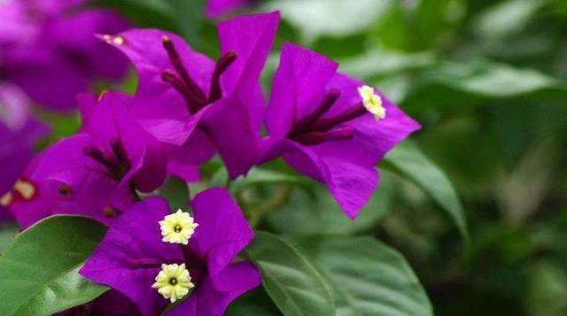 三角梅开花时间及养护方法（春天还是秋天）