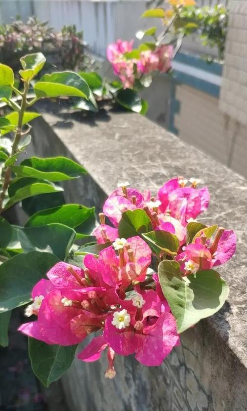三角梅开花时间及养护方法（春天还是秋天）