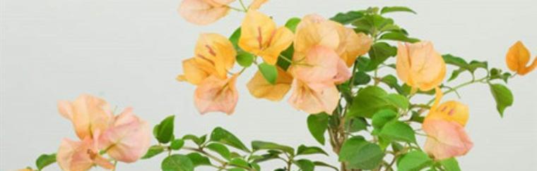 三角梅肥料全解，让你的花儿更亮眼（了解三角梅生长周期）