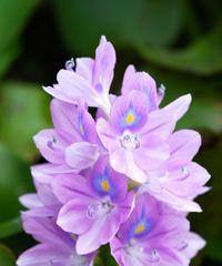 紫色风信子的花语和传说（探寻紫色风信子的神秘之美——花语和传说）