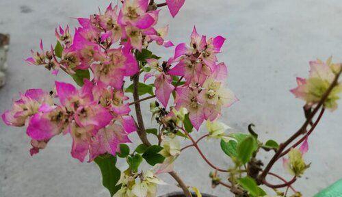 三角梅的生态特点（耐旱的喜水植物——三角梅）
