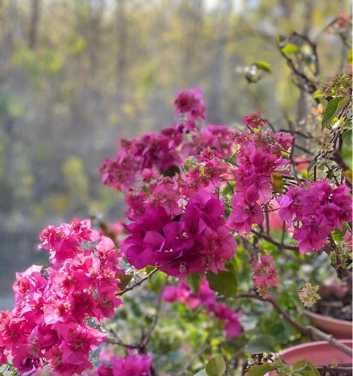 三角梅的花期和开花频率（一年开几次花）