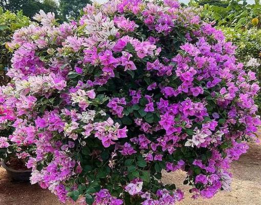 三角梅四季开花的真相（解密三角梅花期规律）