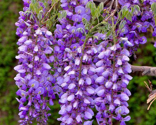 紫藤花（探寻紫藤花的花语及其文化内涵）