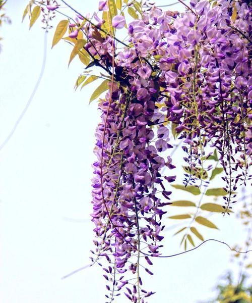 紫藤萝花语及其意义（探寻紫藤萝的花语之美）