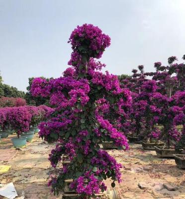 三角梅的种植要点（探秘三角梅的适应环境及栽培技巧）